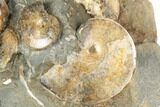Fossil Ammonite (Sphenodiscus) & Gastropod Association - South Dakota #189357-2